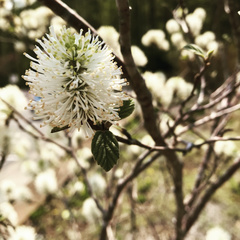 Fothergilla major