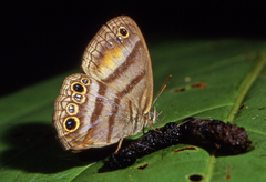 Cissia myncea