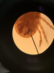 Amblyomma cajennense