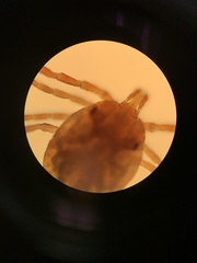 Amblyomma cajennense