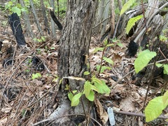 Castanea pumila