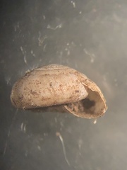 Paravitrea conecuhensis