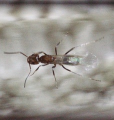 Dorymyrmex reginicula
