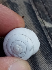 Sphincterochila candidissima
