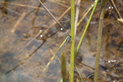 Cyanallagma nigrinuchale