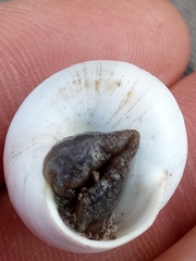 Sphincterochila candidissima