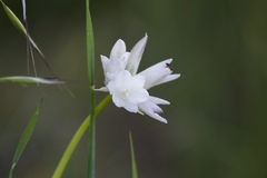 Dipterostemon capitatus capitatus
