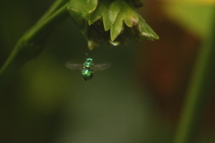 Euglossa