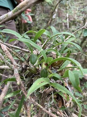Gomesa bifolia