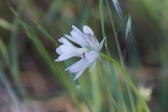 Dipterostemon capitatus capitatus
