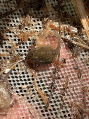 Lithobates onca