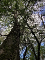 Citharexylum montevidense