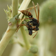 Polistes billardieri