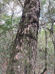 Citharexylum montevidense