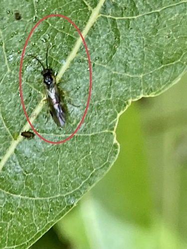iNaturalist observation photo of Typical Sawflies