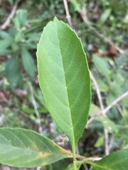 Citharexylum montevidense