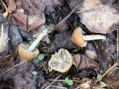 Psathyrella hymenocephala