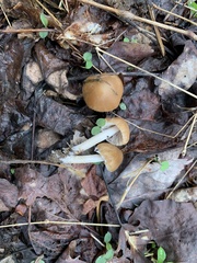 Psathyrella hymenocephala
