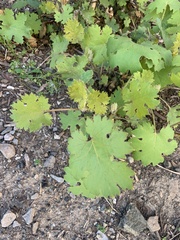 Macleaya