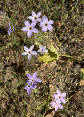 Leptosiphon androsaceus