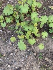 Macleaya