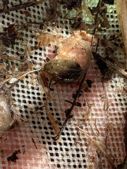 Lithobates onca