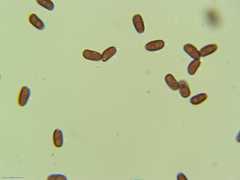 Psathyrella hymenocephala