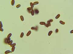 Psathyrella hymenocephala