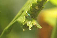 Euglossa