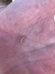 Cirolana harfordi