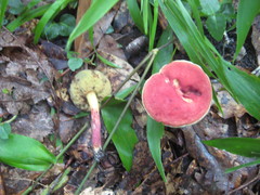 Hortiboletus rubellus image
