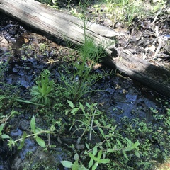 Cynosciadium digitatum