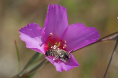 Megachiloides