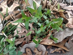 Phlox pilosa
