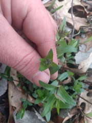 Phlox pilosa