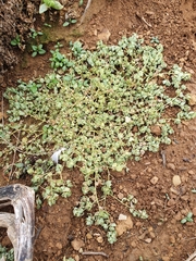 Atriplex buchananii