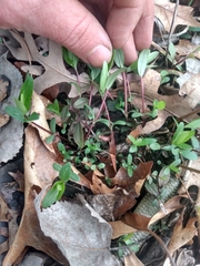 Phlox pilosa