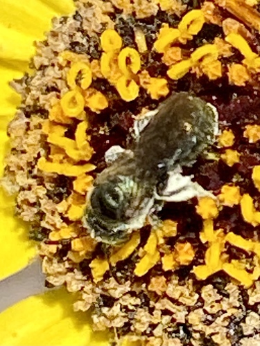 iNaturalist observation photo of Zadontomerus