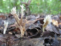 Clavulina floridana