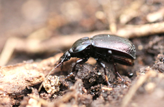 Sphaeroderus stenostomus lecontei