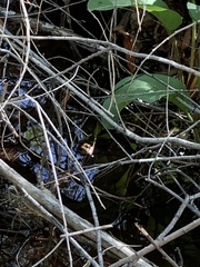 Lithobates onca