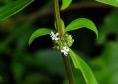 Spermacoce ocymifolia