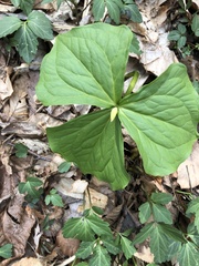 Trillium erectum