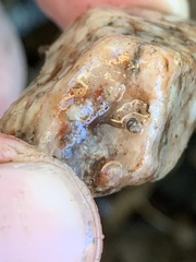 Pyrgulopsis bacchus