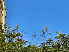 Psittacula alexandri