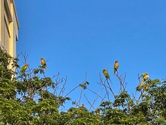 Psittacula alexandri