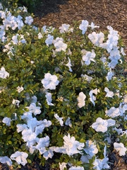 Rhododendron alabamense