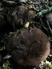 Langsdorffia hypogaea