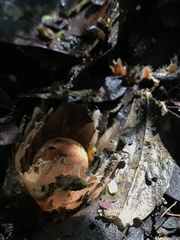 Langsdorffia hypogaea