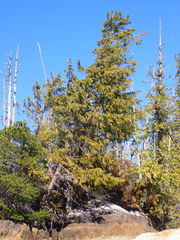 Cupressus nootkatensis